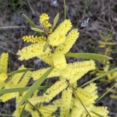 Acacia longifolia subsp. longifolia at Table Top, NSW - 28 Aug 2021