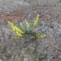 Acacia longifolia subsp. longifolia at Table Top, NSW - 28 Aug 2021 12:52 PM