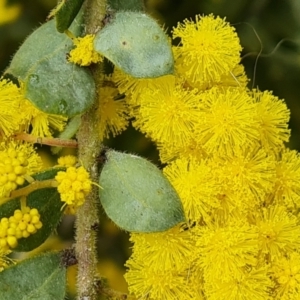 Acacia vestita at Isaacs, ACT - 28 Aug 2021 02:26 PM