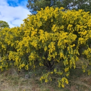 Acacia vestita at Isaacs, ACT - 28 Aug 2021 02:26 PM