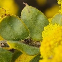 Acacia vestita at Isaacs, ACT - 28 Aug 2021