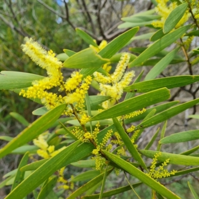 Acacia longifolia subsp. longifolia (Sydney Golden Wattle) at Isaacs Ridge and Nearby - 28 Aug 2021 by Mike