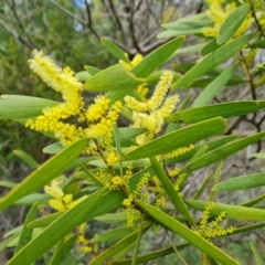 Acacia longifolia subsp. longifolia (Sydney Golden Wattle) at Isaacs Ridge and Nearby - 28 Aug 2021 by Mike