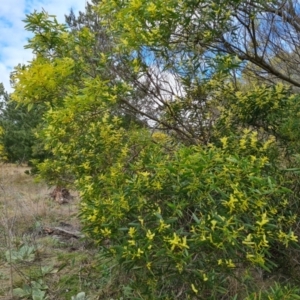 Acacia longifolia subsp. longifolia at Isaacs, ACT - 28 Aug 2021