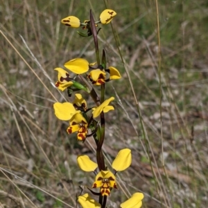 Diuris pardina at Table Top, NSW - suppressed