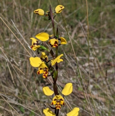 Diuris pardina (Leopard Doubletail) at Albury - 28 Aug 2021 by Darcy