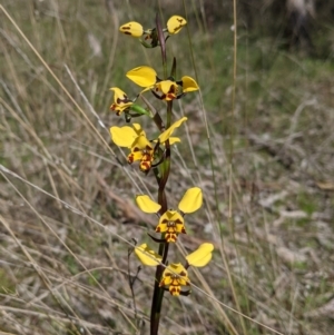 Diuris pardina at Table Top, NSW - suppressed