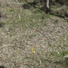 Diuris pardina at Table Top, NSW - suppressed