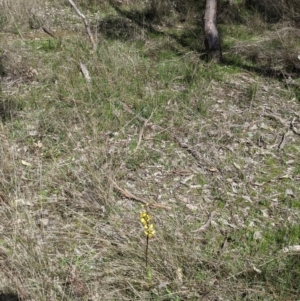 Diuris pardina at Table Top, NSW - suppressed