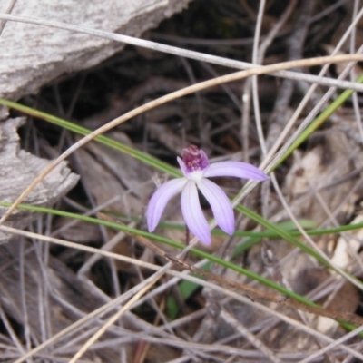 Cyanicula caerulea (Blue Fingers, Blue Fairies) at Black Mountain - 28 Aug 2021 by LD12