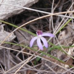 Cyanicula caerulea (Blue Fingers, Blue Fairies) at Downer, ACT - 28 Aug 2021 by LD12