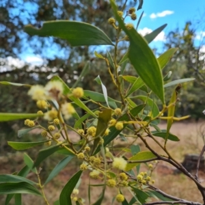 Acacia melanoxylon at Isaacs, ACT - 28 Aug 2021