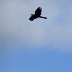 Zanda funerea (Yellow-tailed Black-Cockatoo) at Table Top, NSW - 28 Aug 2021 by Darcy
