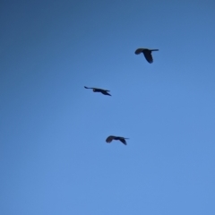 Zanda funerea at Table Top, NSW - 28 Aug 2021 12:01 PM