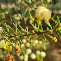 Acacia ulicifolia (Prickly Moses) at Isaacs Ridge and Nearby - 28 Aug 2021 by Mike