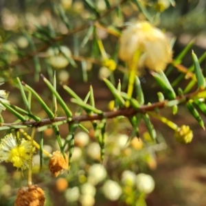 Acacia ulicifolia at Isaacs, ACT - 28 Aug 2021