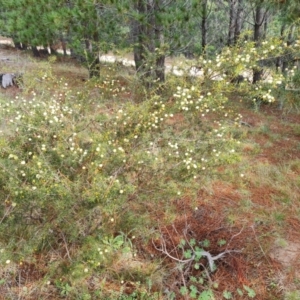 Acacia ulicifolia at Isaacs, ACT - 28 Aug 2021