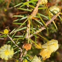 Acacia ulicifolia at Isaacs, ACT - 28 Aug 2021