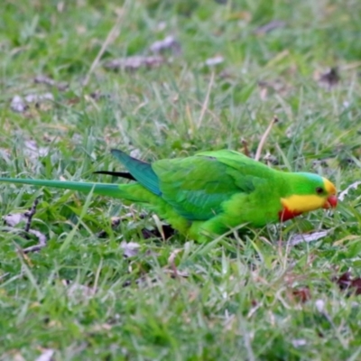 Polytelis swainsonii (Superb Parrot) at Garran, ACT - 27 Aug 2021 by LisaH