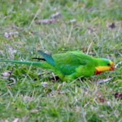 Polytelis swainsonii (Superb Parrot) at Garran, ACT - 27 Aug 2021 by LisaH