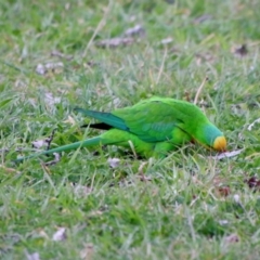 Polytelis swainsonii at Garran, ACT - 27 Aug 2021