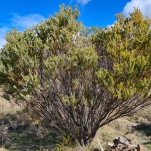 Acacia cultriformis at Jerrabomberra, ACT - 28 Aug 2021