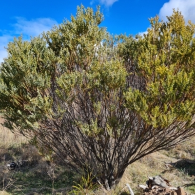 Acacia cultriformis (Knife Leaf Wattle) at Jerrabomberra, ACT - 28 Aug 2021 by Mike