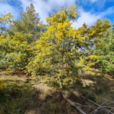 Acacia baileyana (Cootamundra Wattle, Golden Mimosa) at Isaacs Ridge and Nearby - 28 Aug 2021 by Mike