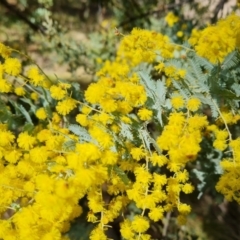 Acacia baileyana at Isaacs, ACT - 28 Aug 2021