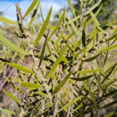 Acacia lanigera var. lanigera (Woolly Wattle, Hairy Wattle) at Isaacs Ridge and Nearby - 28 Aug 2021 by Mike