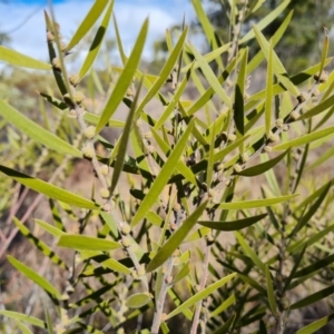 Acacia lanigera var. lanigera at Isaacs, ACT - 28 Aug 2021