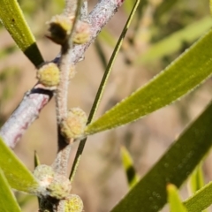 Acacia lanigera var. lanigera at Isaacs, ACT - 28 Aug 2021