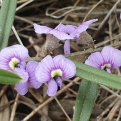 Hovea heterophylla (Common Hovea) at Downer, ACT - 28 Aug 2021 by LD12