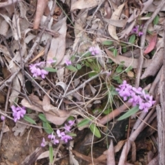 Hovea heterophylla at Downer, ACT - 28 Aug 2021 01:15 PM