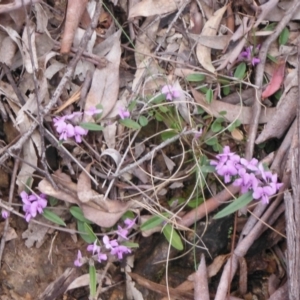 Hovea heterophylla at Downer, ACT - 28 Aug 2021