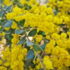 Acacia vestita (Hairy Wattle) at Isaacs, ACT - 28 Aug 2021 by Mike