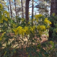 Acacia vestita at Isaacs, ACT - 28 Aug 2021 02:58 PM