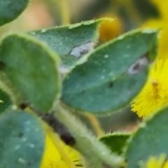 Acacia vestita at Isaacs, ACT - 28 Aug 2021