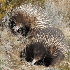 Tachyglossus aculeatus (Short-beaked Echidna) at Gigerline Nature Reserve - 28 Aug 2021 by JohnBundock