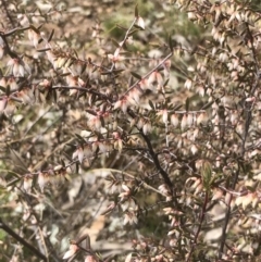 Leucopogon fletcheri subsp. brevisepalus (Twin Flower Beard-Heath) at Gossan Hill - 28 Aug 2021 by goyenjudy