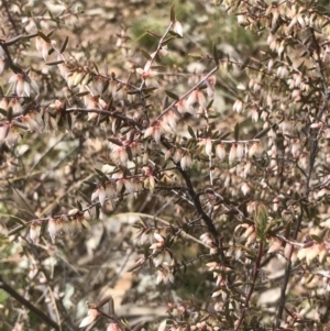 Leucopogon fletcheri subsp. brevisepalus at Bruce, ACT - 28 Aug 2021