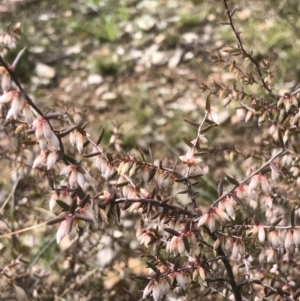 Leucopogon fletcheri subsp. brevisepalus at Bruce, ACT - 28 Aug 2021