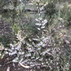 Leucopogon fletcheri subsp. brevisepalus at Bruce, ACT - 28 Aug 2021
