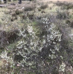 Leucopogon fletcheri subsp. brevisepalus at Bruce, ACT - 28 Aug 2021