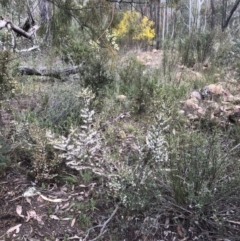 Leucopogon fletcheri subsp. brevisepalus at Bruce, ACT - 28 Aug 2021