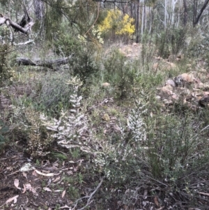 Styphelia fletcheri subsp. brevisepala at Bruce, ACT - 28 Aug 2021 12:41 PM