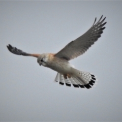 Falco cenchroides (Nankeen Kestrel) at Tharwa, ACT - 28 Aug 2021 by JohnBundock