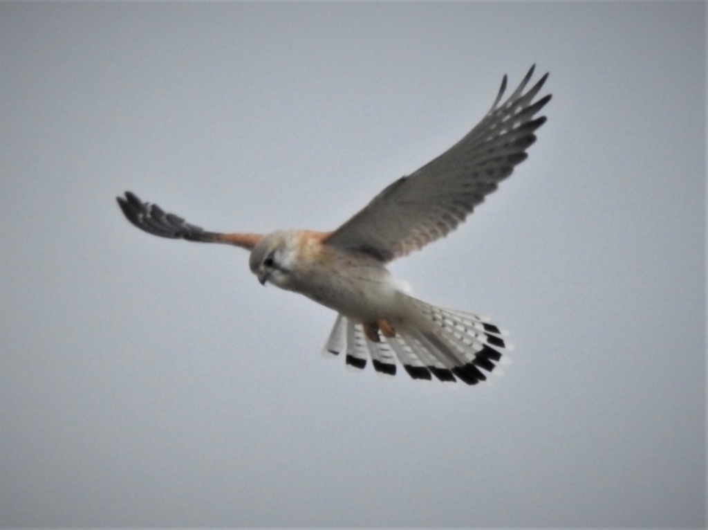 Falco cenchroides at Tharwa, ACT - 28 Aug 2021