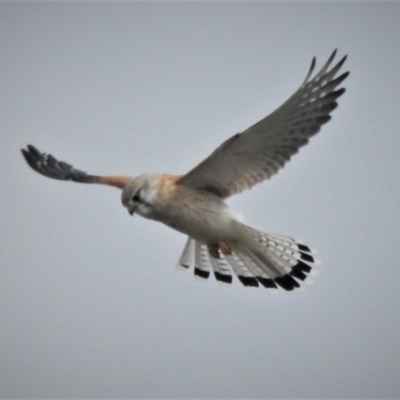 Falco cenchroides (Nankeen Kestrel) at Tharwa, ACT - 28 Aug 2021 by JohnBundock