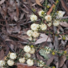 Acacia gunnii (Ploughshare Wattle) at Downer, ACT - 28 Aug 2021 by LD12